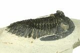 Bargain, Hollardops Trilobite Fossil - Ofaten, Morocco #287457-2